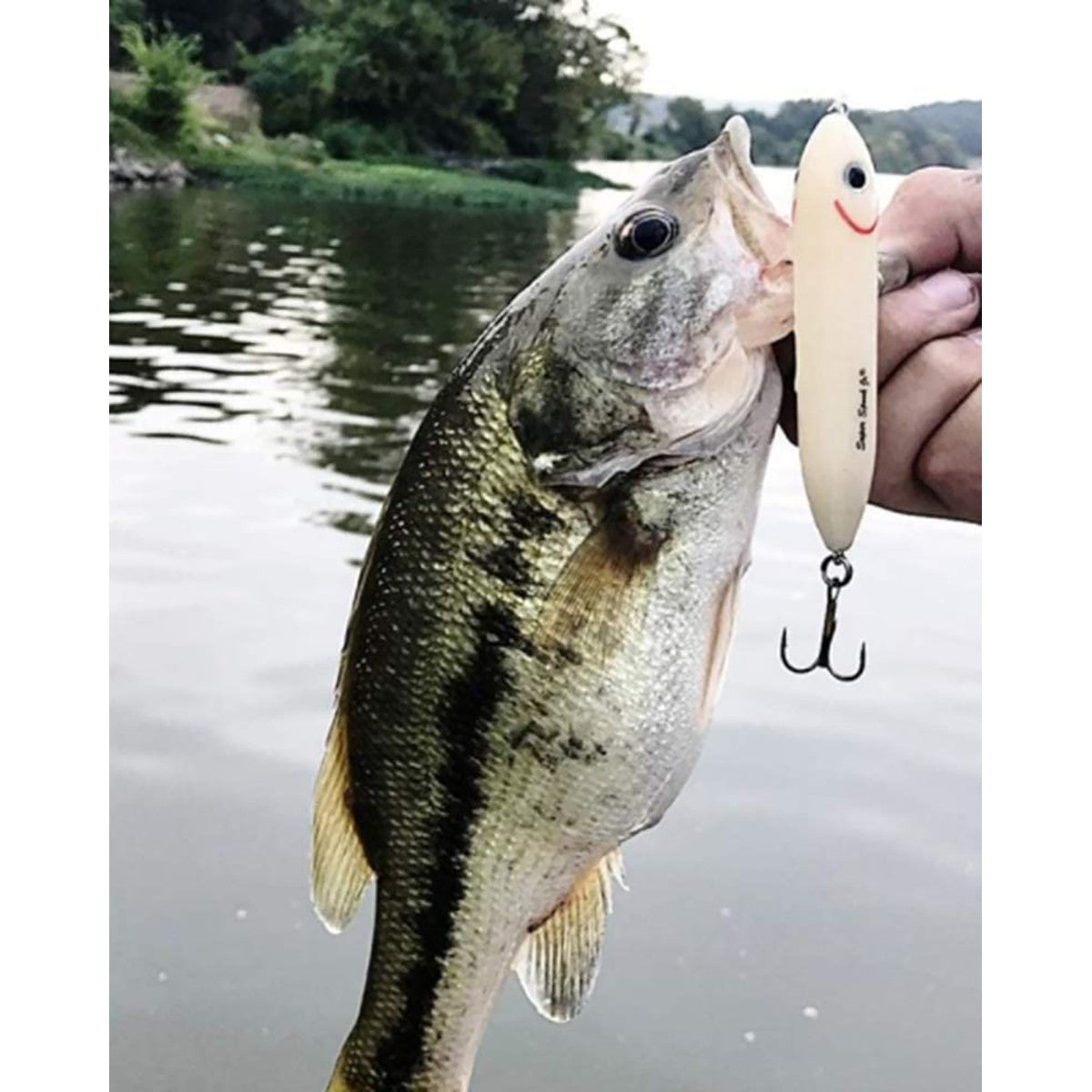 new Heddon Pop'n Image oz Fishing Lure - Threadfin Shad