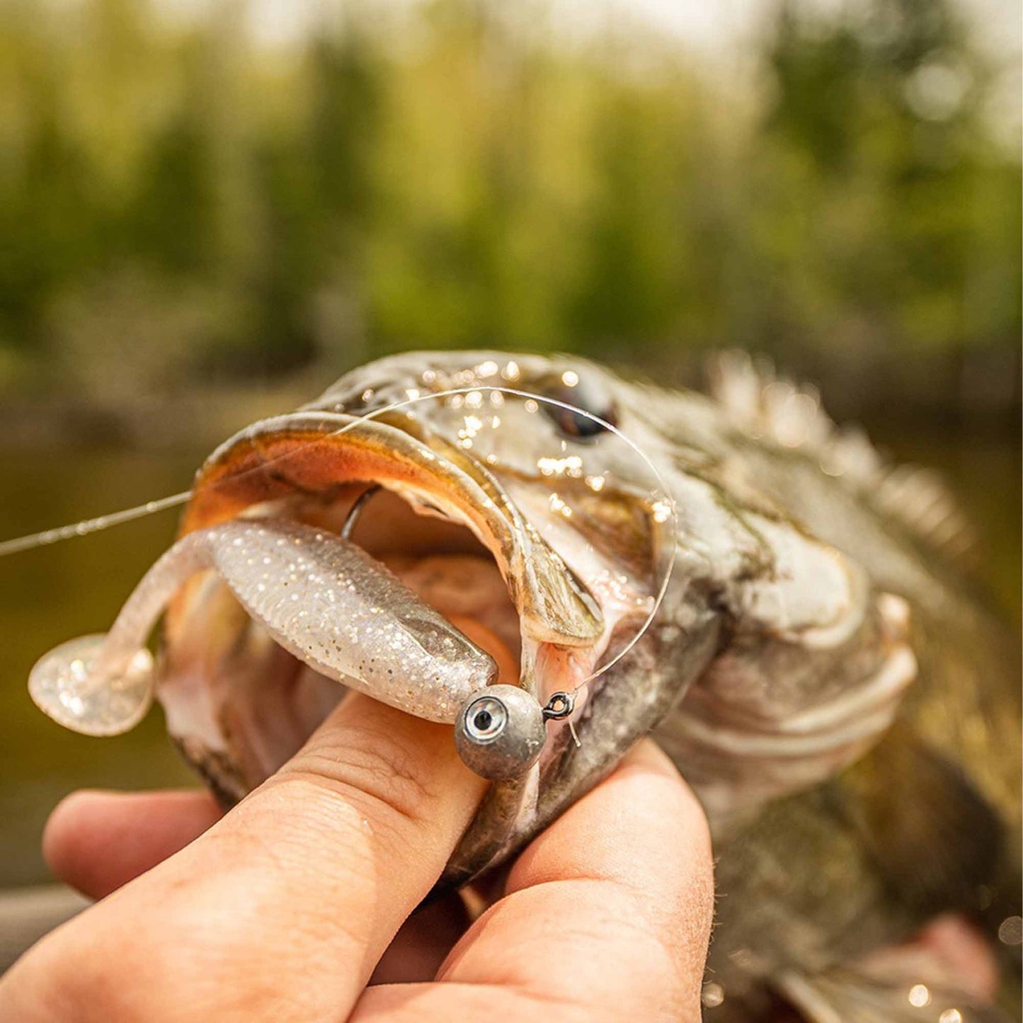 new Rapala CrushCity The Mayor 2.5" Swimbait
